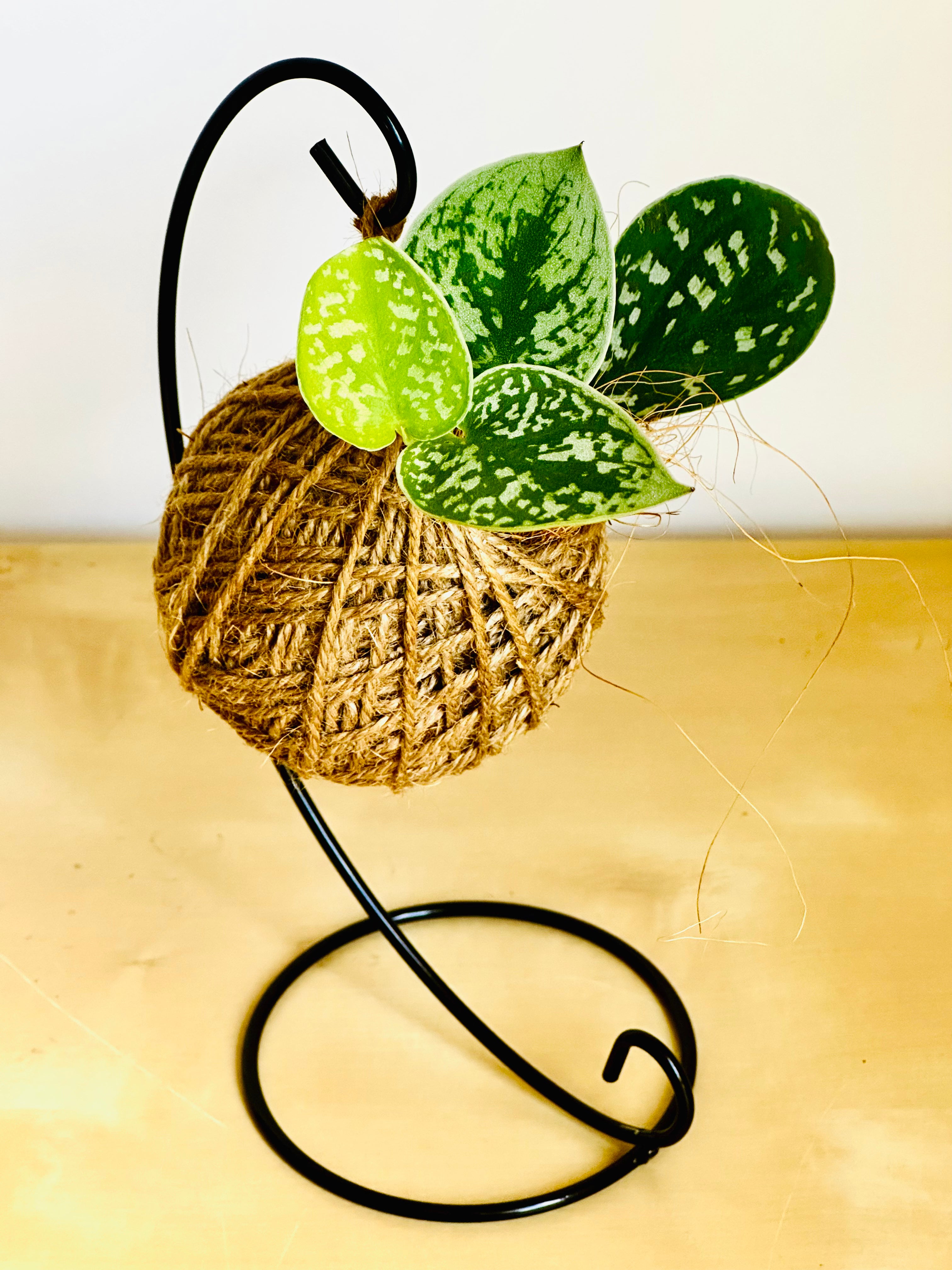 Satin pothos on hanging stand