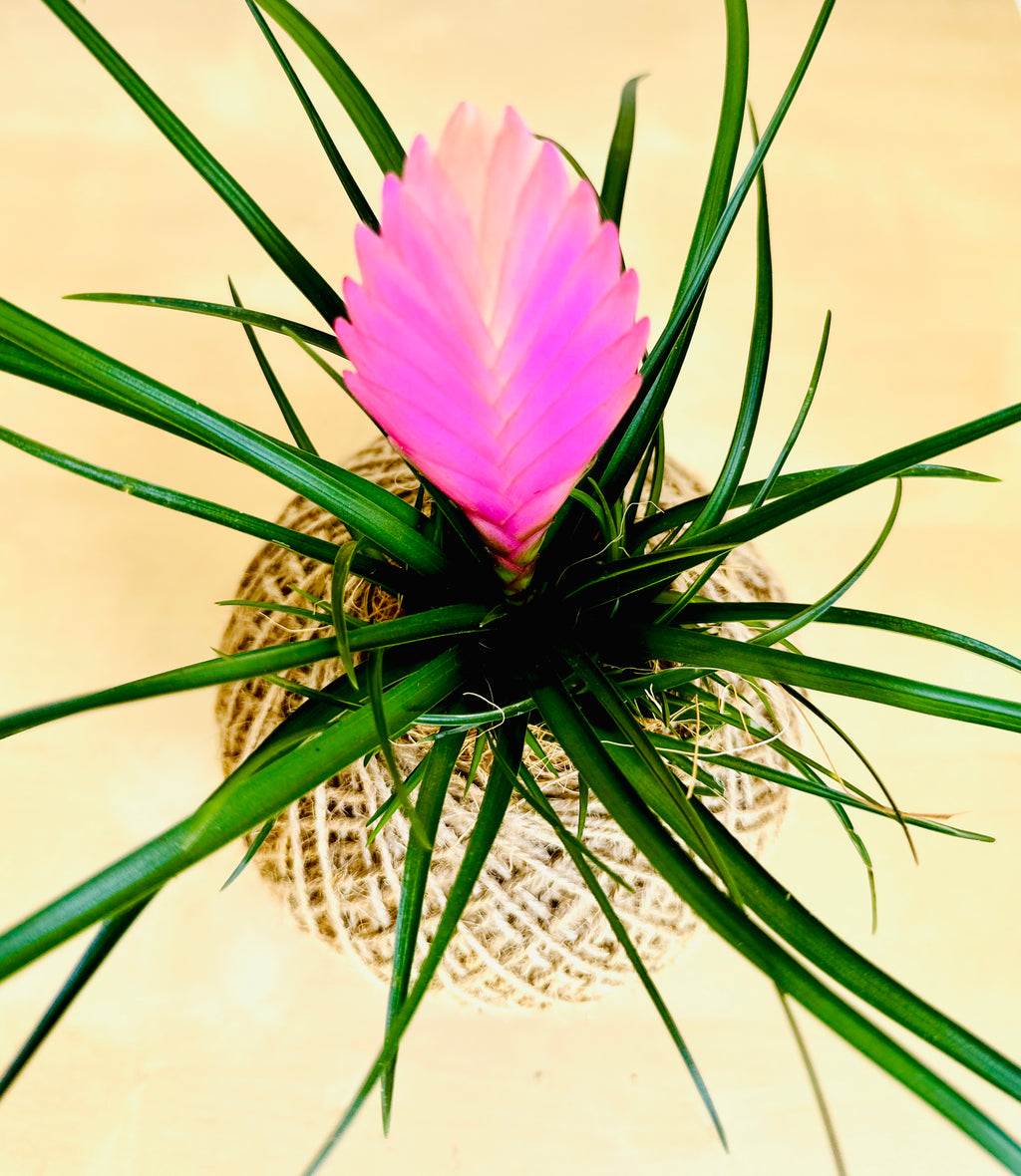 Pink Quill Plant
