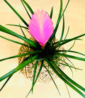 Pink Quill Plant