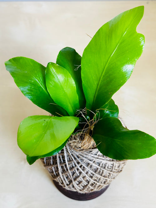 Bird's Nest Fern (Asplenium)