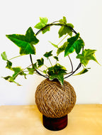 English Ivy (Hedera helix)