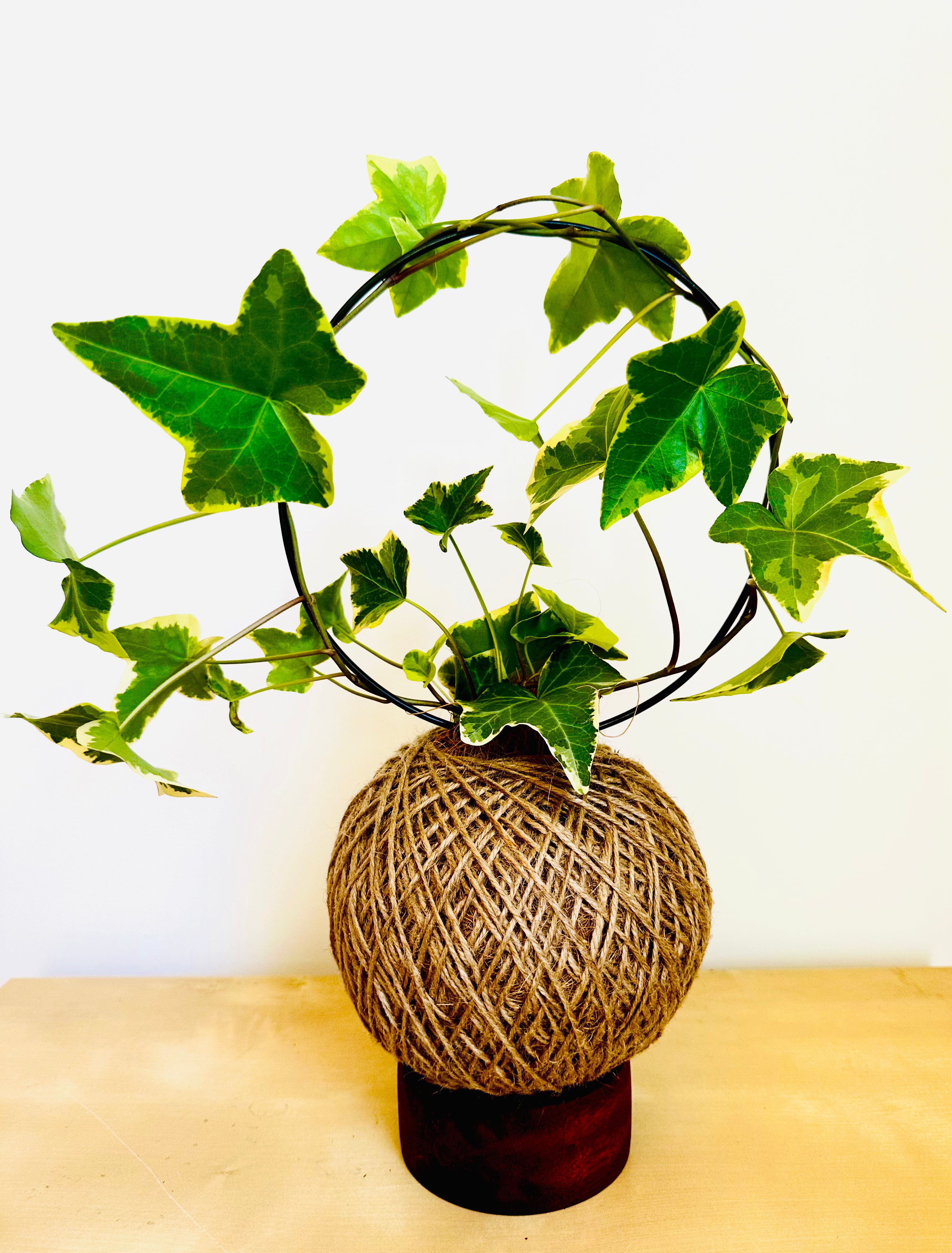 English Ivy (Hedera helix)