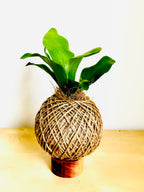 Bird's Nest Fern (Asplenium)