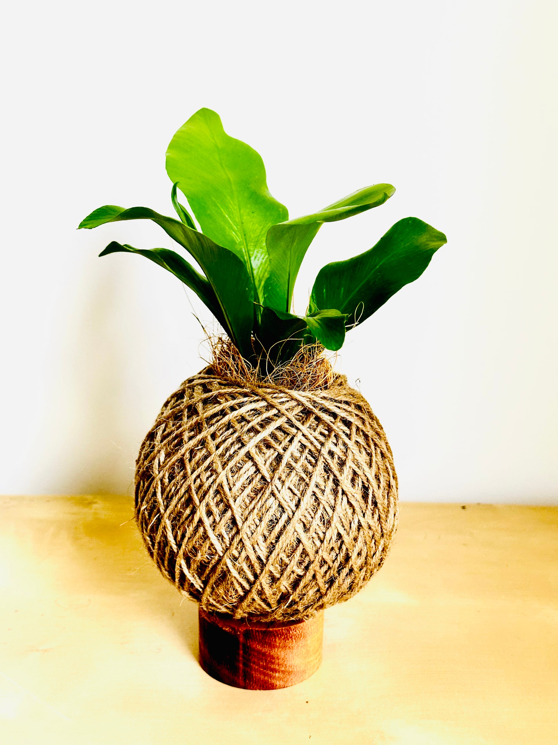 birds nest fern kokedama Bird's Nest Fern (Asplenium) – Pip & Rose Design