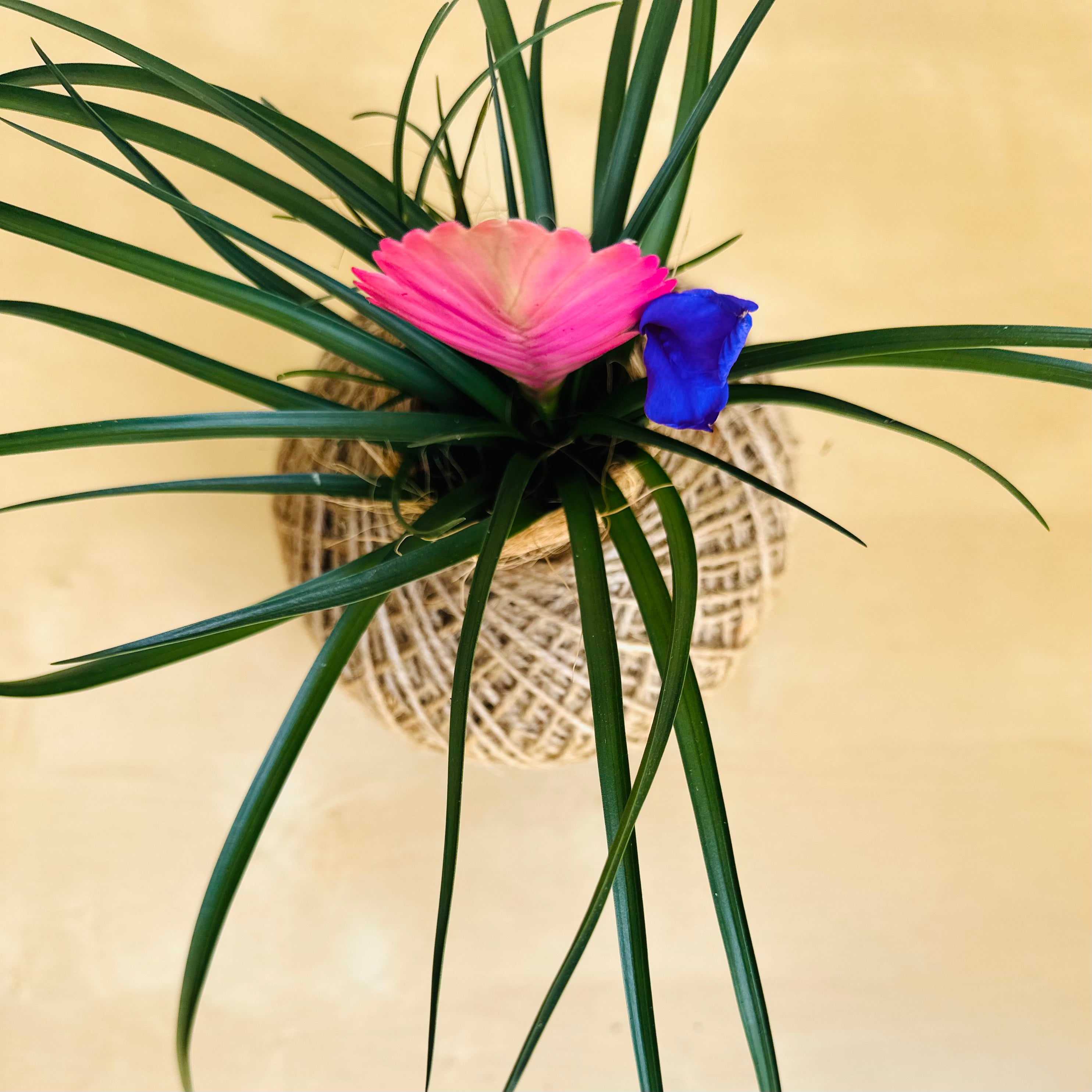 Pink Quill Plant