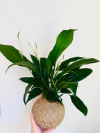 Peace Lily (Spathiphyllum)