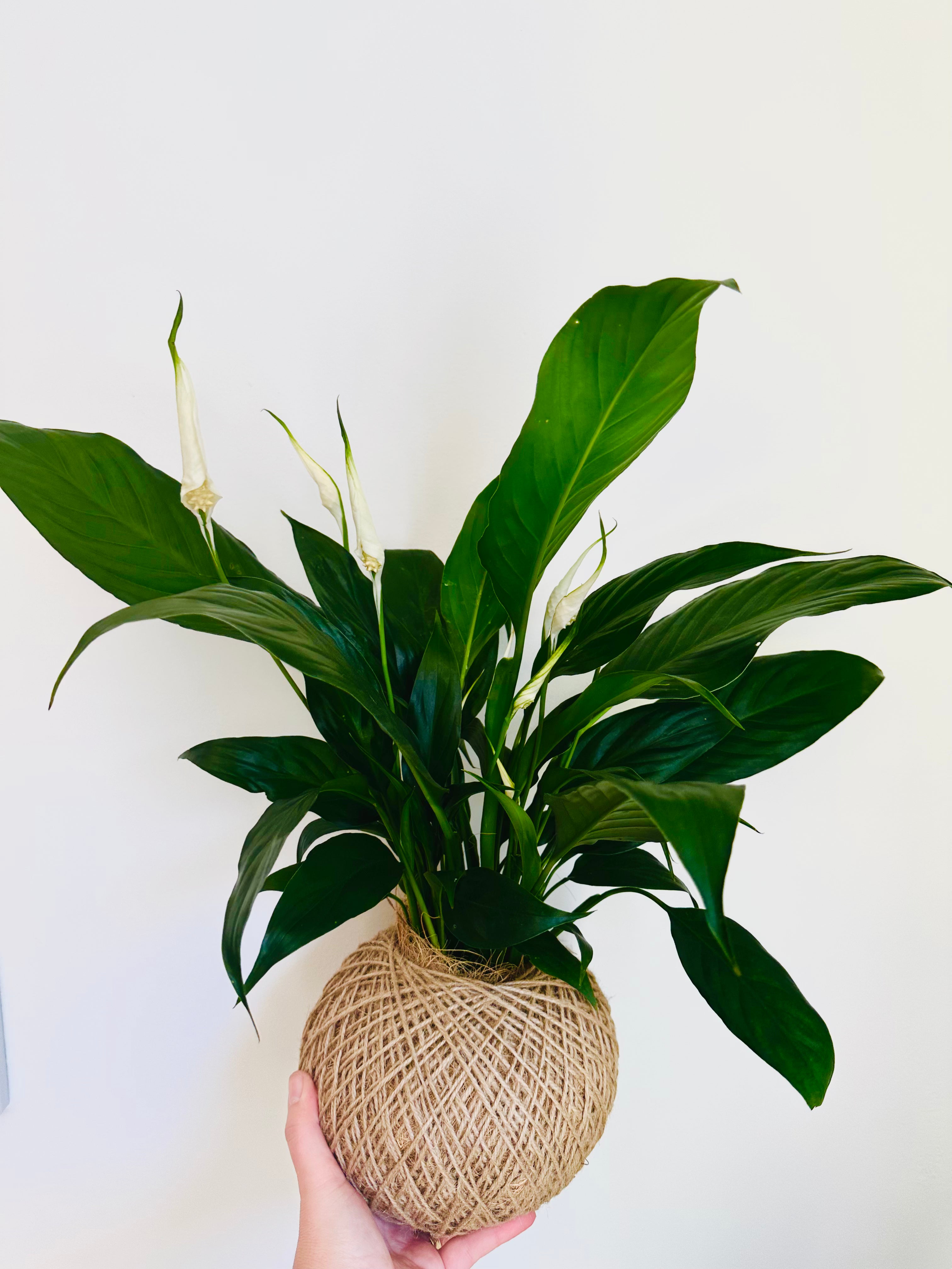 Peace Lily (Spathiphyllum)