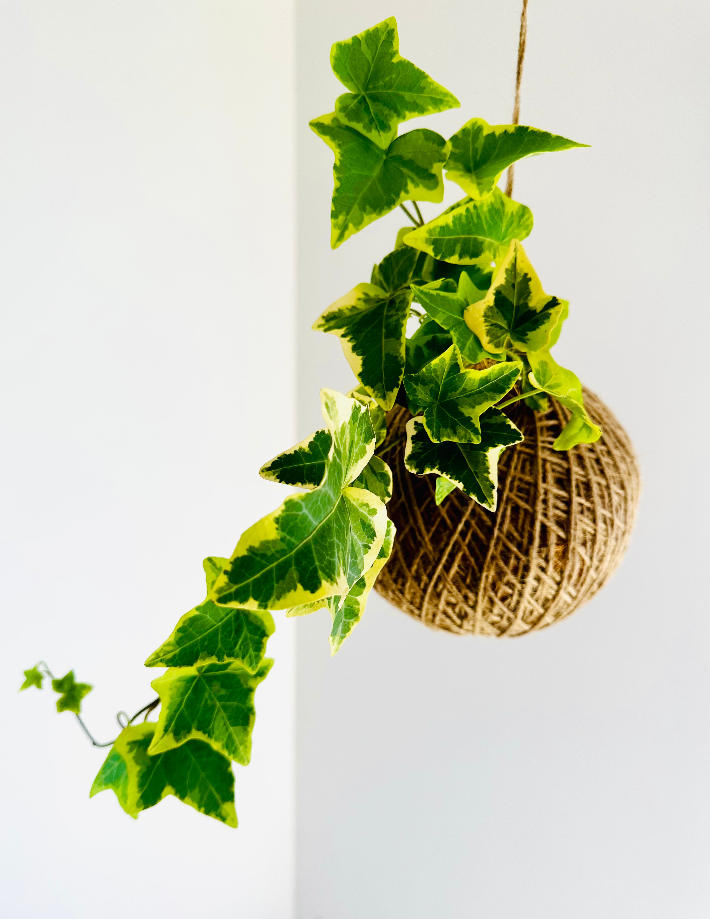 English Ivy (Hedera helix)