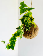 Load image into Gallery viewer, English Ivy (Hedera helix)
