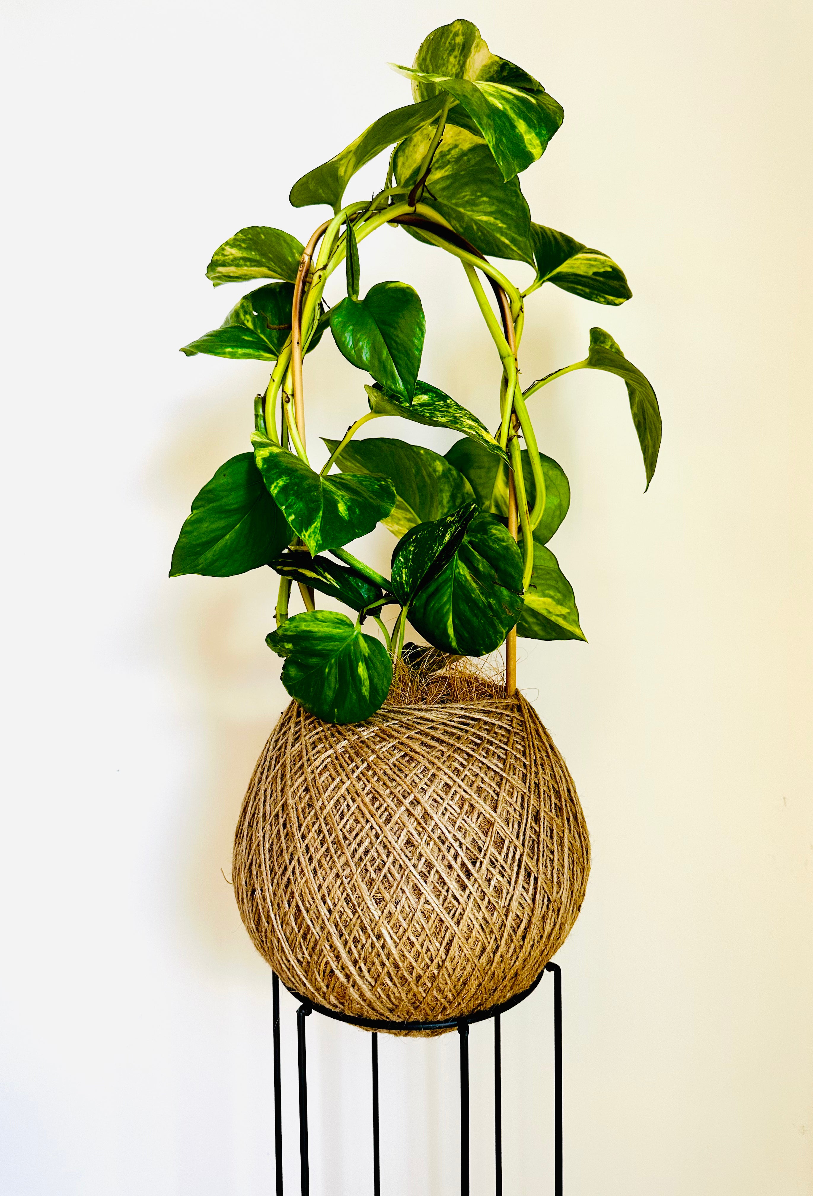 Devil's Ivy (Epipremnum aureum)