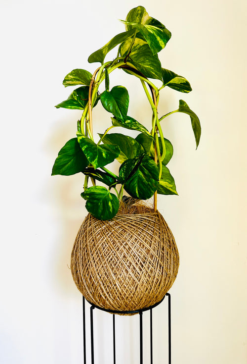 Devil's Ivy (Epipremnum aureum)