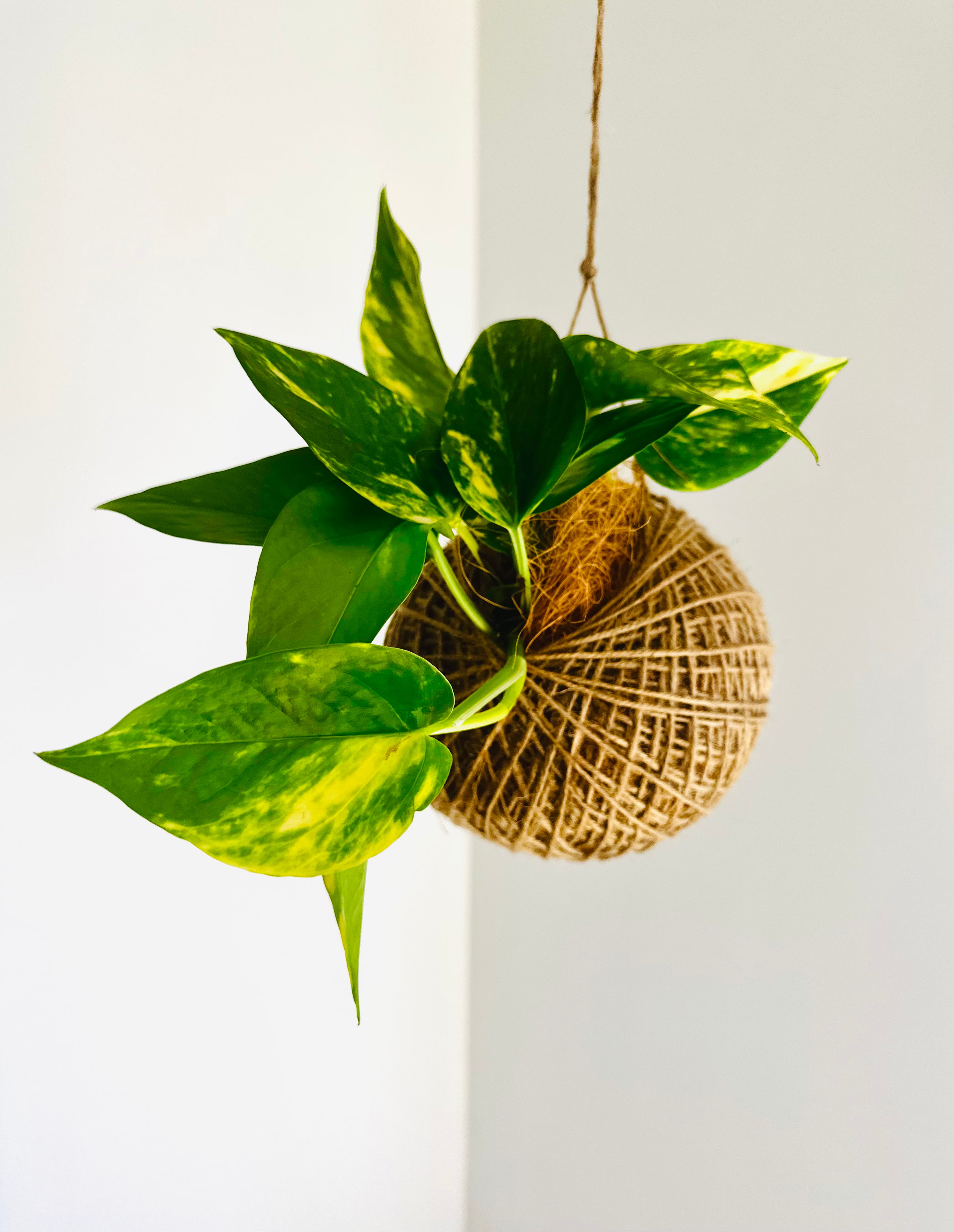 Devil's Ivy (Epipremnum aureum)