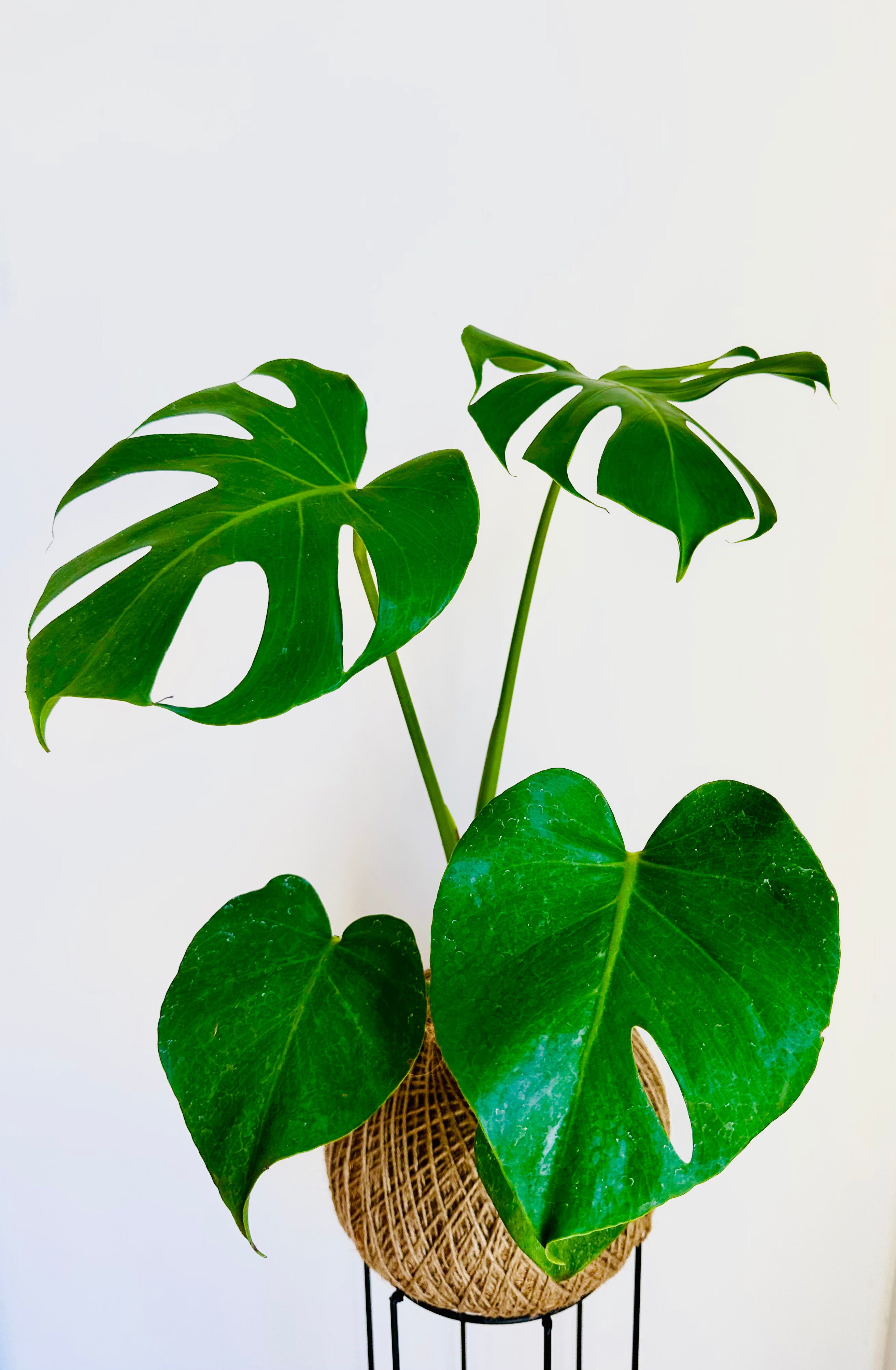 Fruit Salad Plant (Monstera deliciosa)