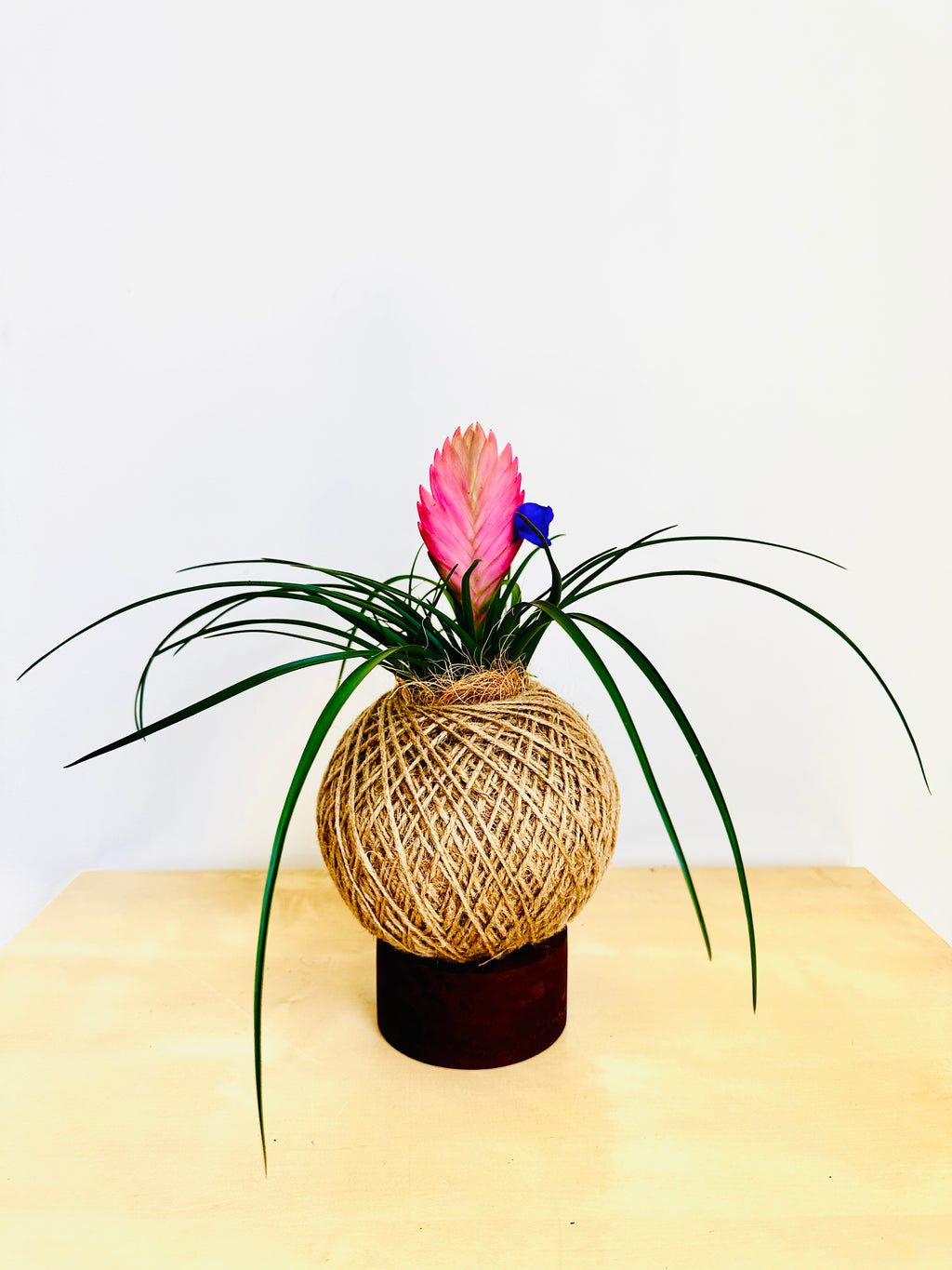 Pink Quill Plant