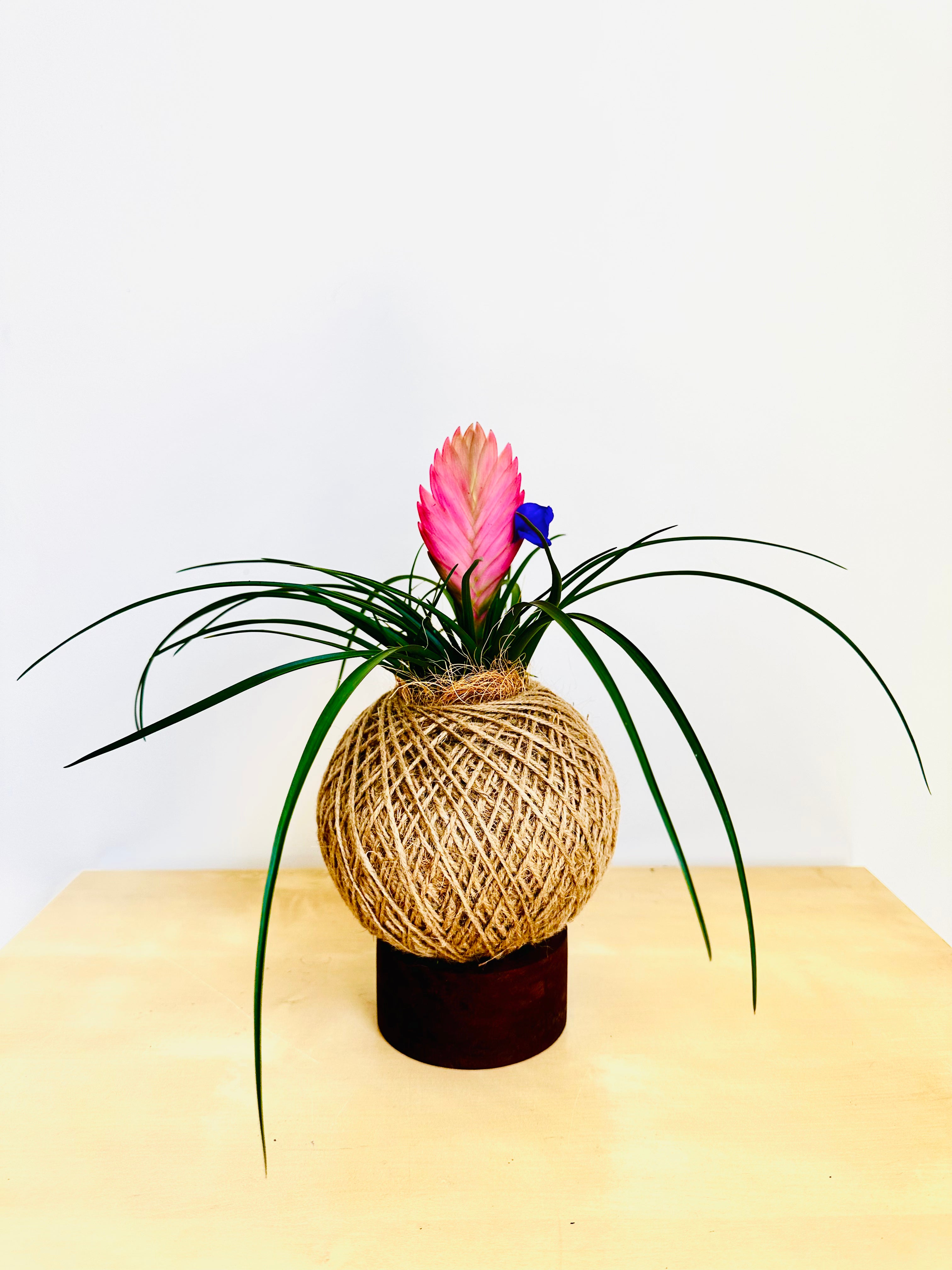 Pink Quill Plant