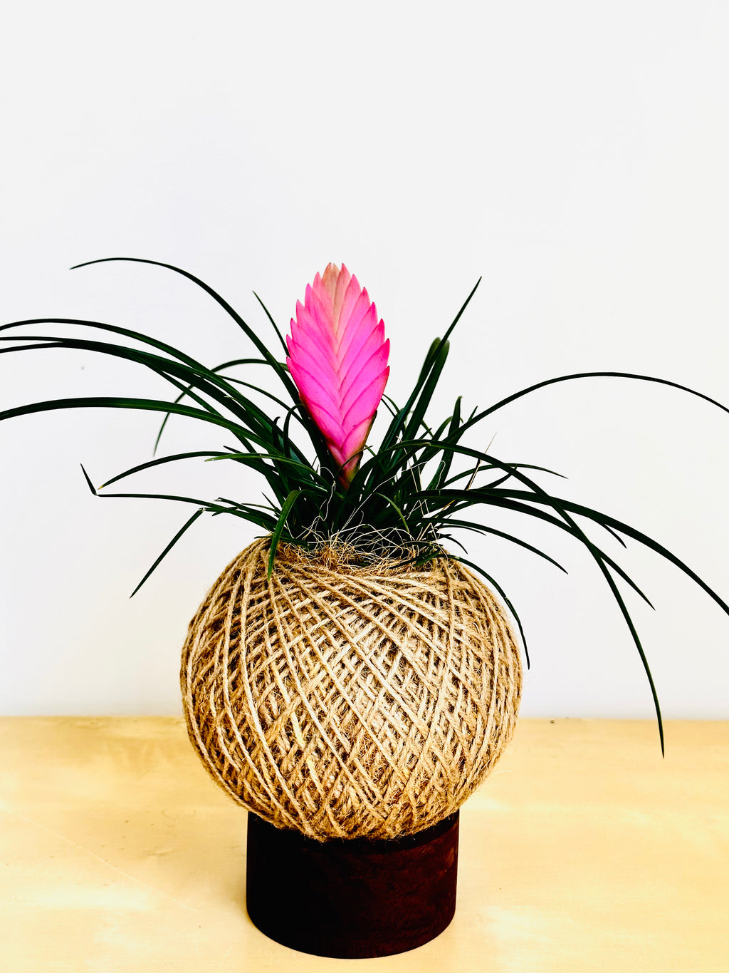 Pink Quill Plant