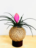 Pink Quill Plant