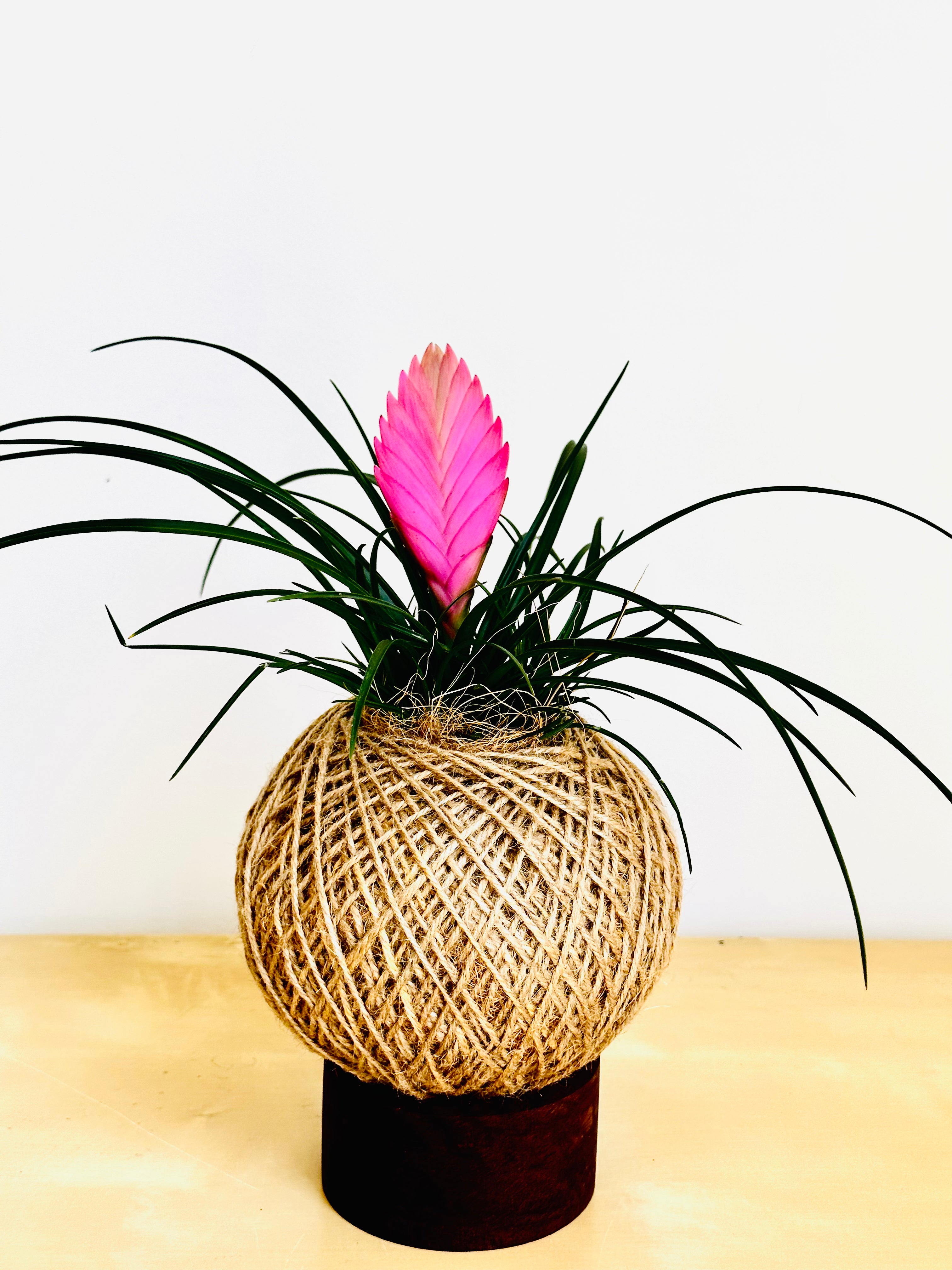 Pink Quill Plant