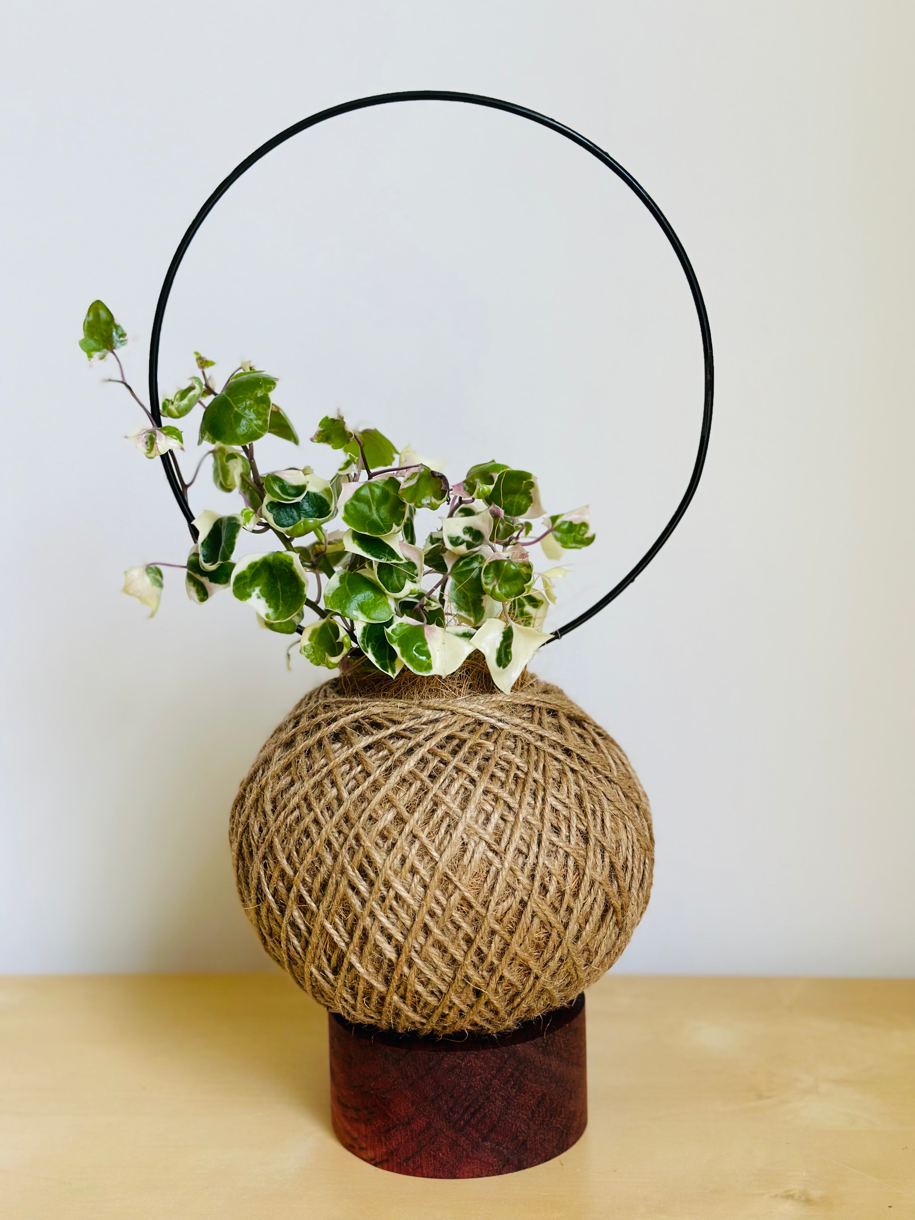 Cape Ivy