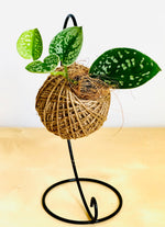 Load image into Gallery viewer, Satin pothos on hanging stand
