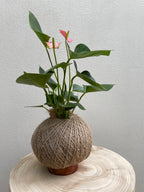 Flamingo Flower (Anthurium andreanum)
