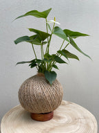 Flamingo Flower (Anthurium andreanum)