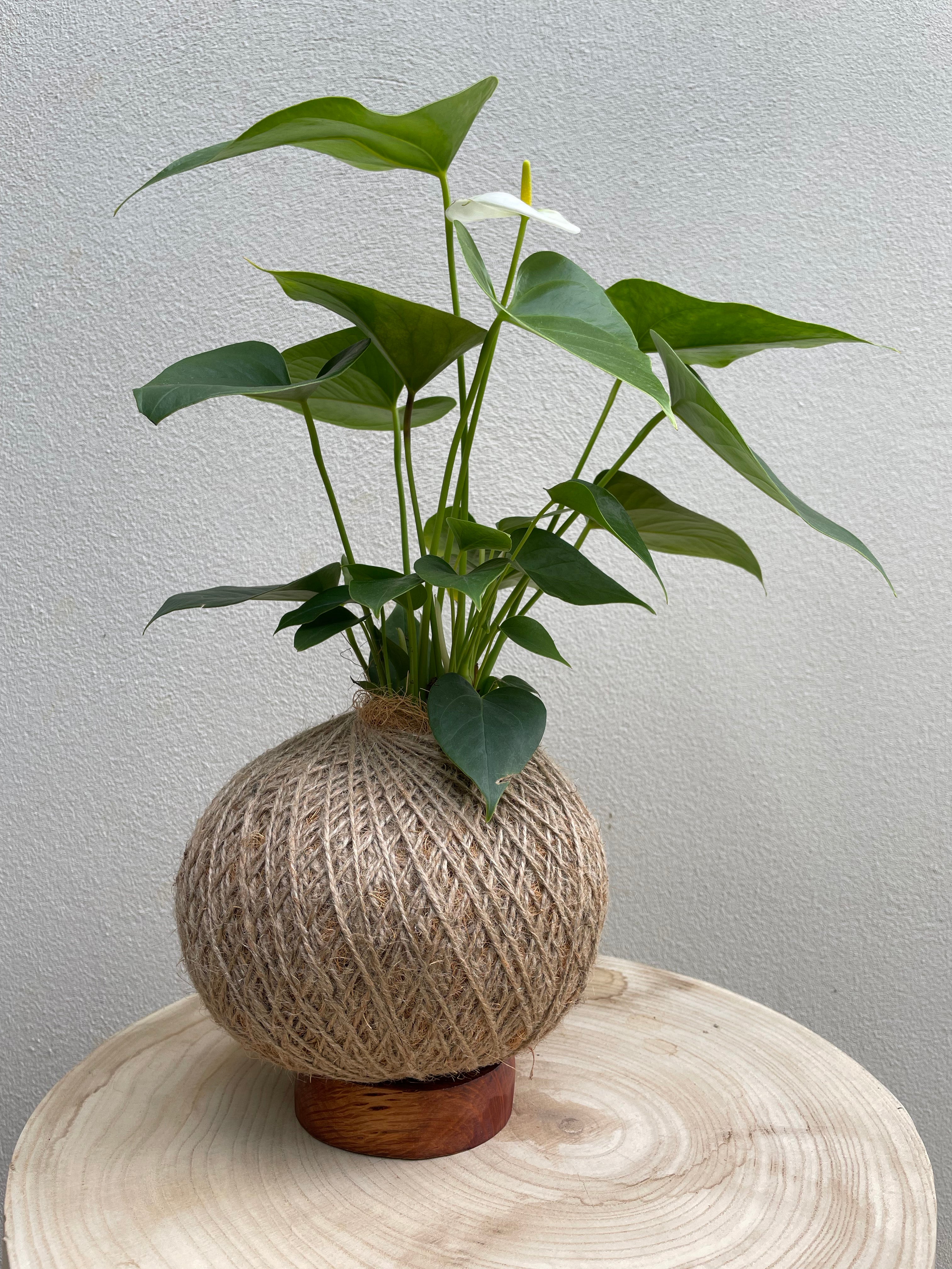 Flamingo Flower (Anthurium andreanum)