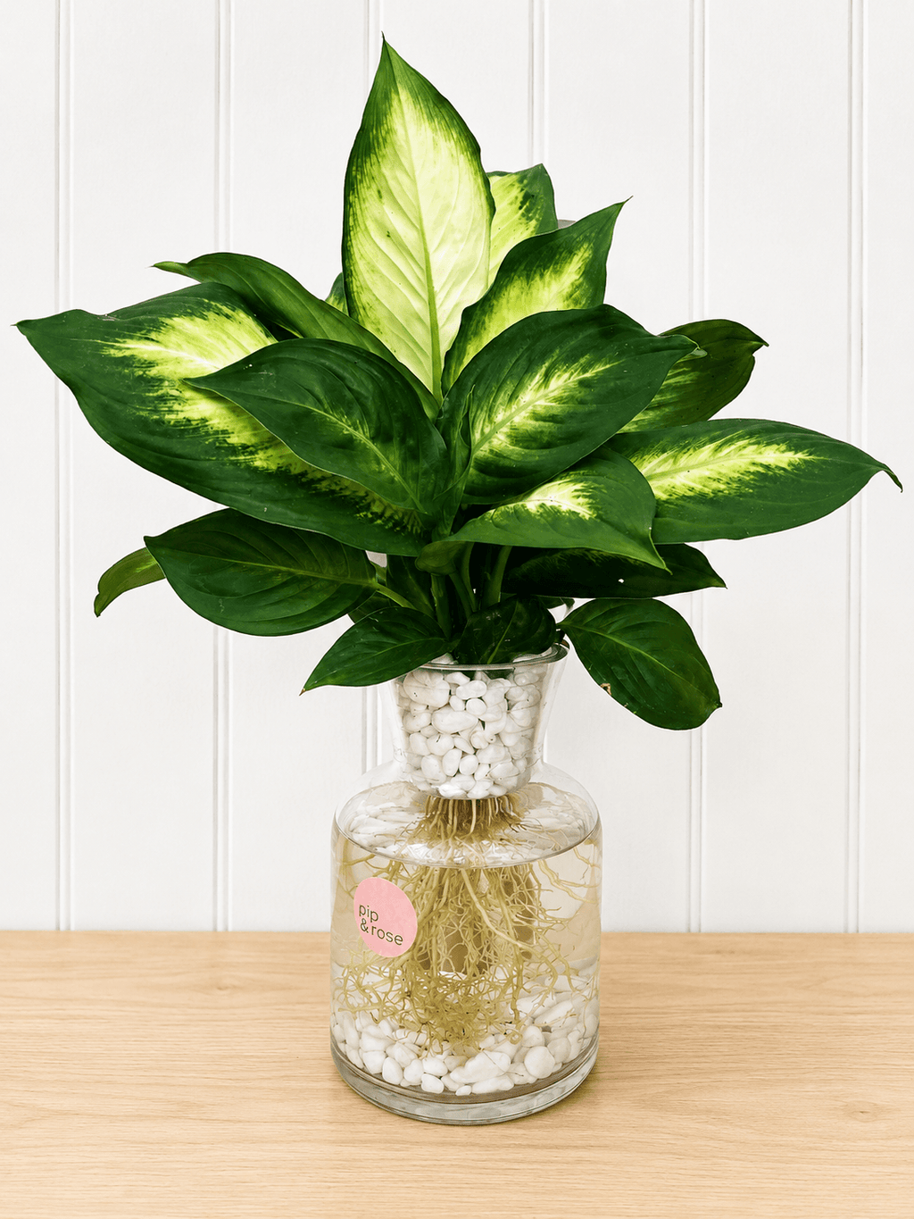 Dieffenbachia (Dumb Cane)