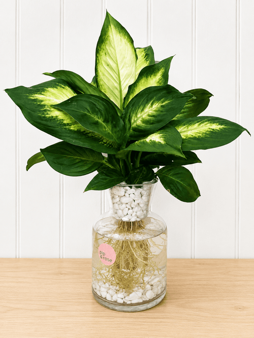 Dieffenbachia (Dumb Cane)