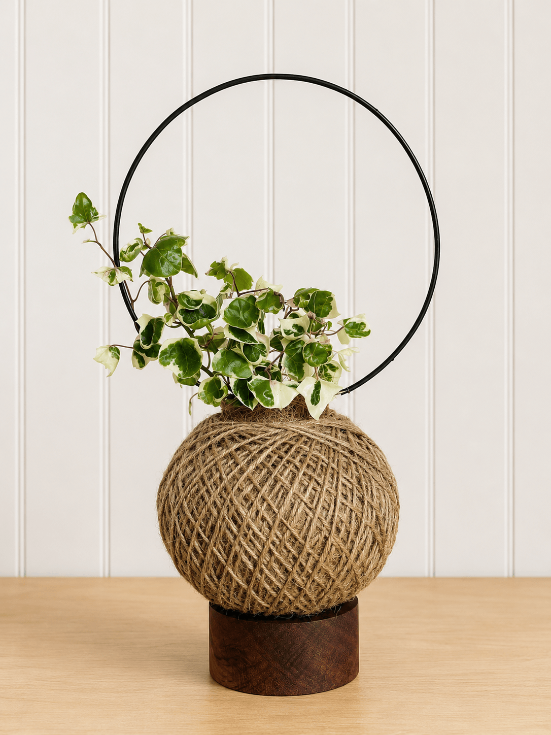 Cape Ivy