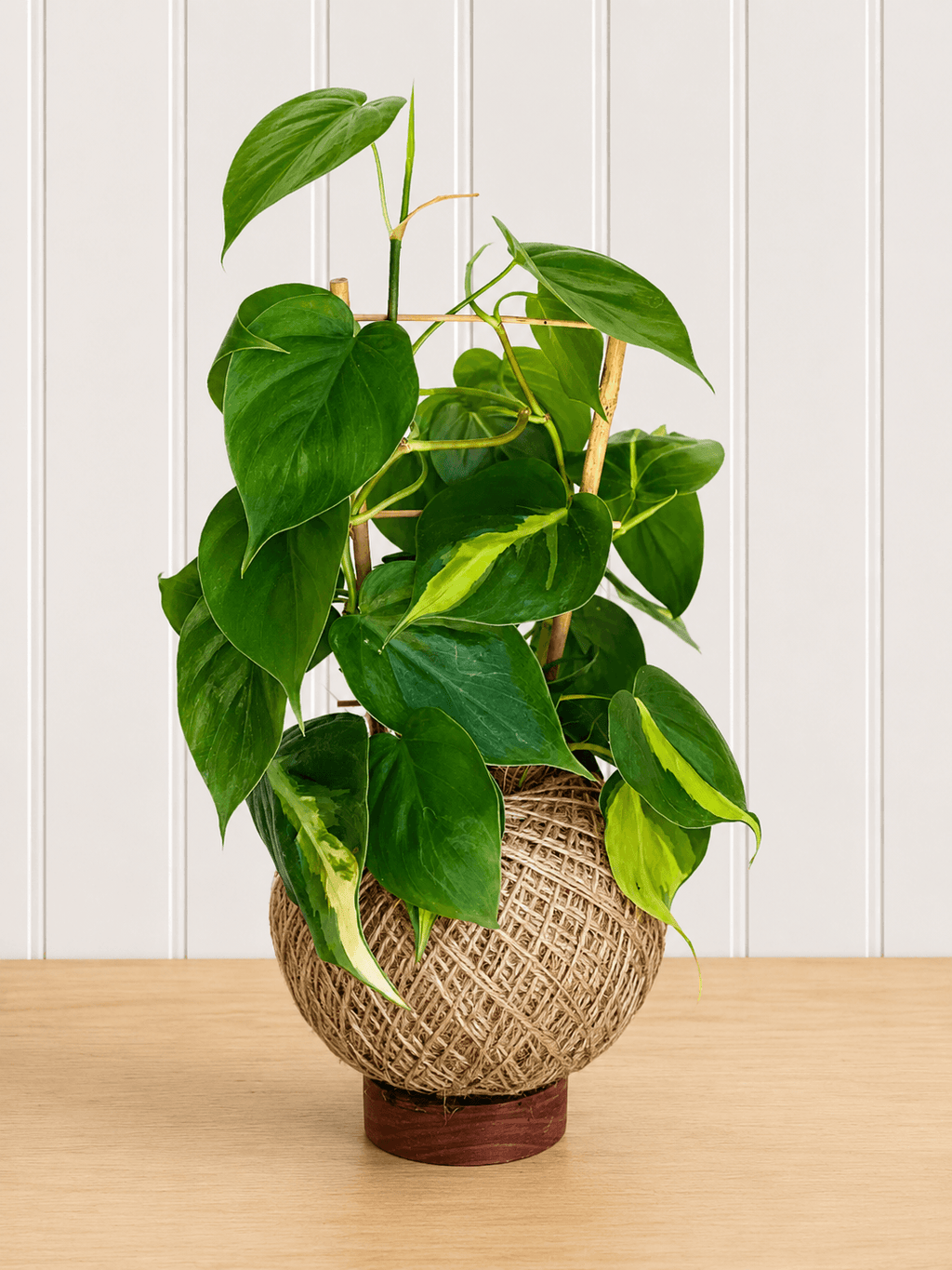 Philodendron Brasil