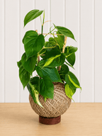 Philodendron Brasil