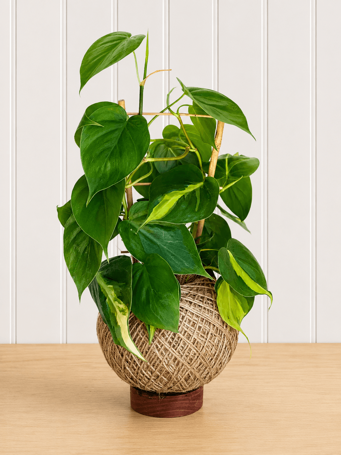 Philodendron Brasil