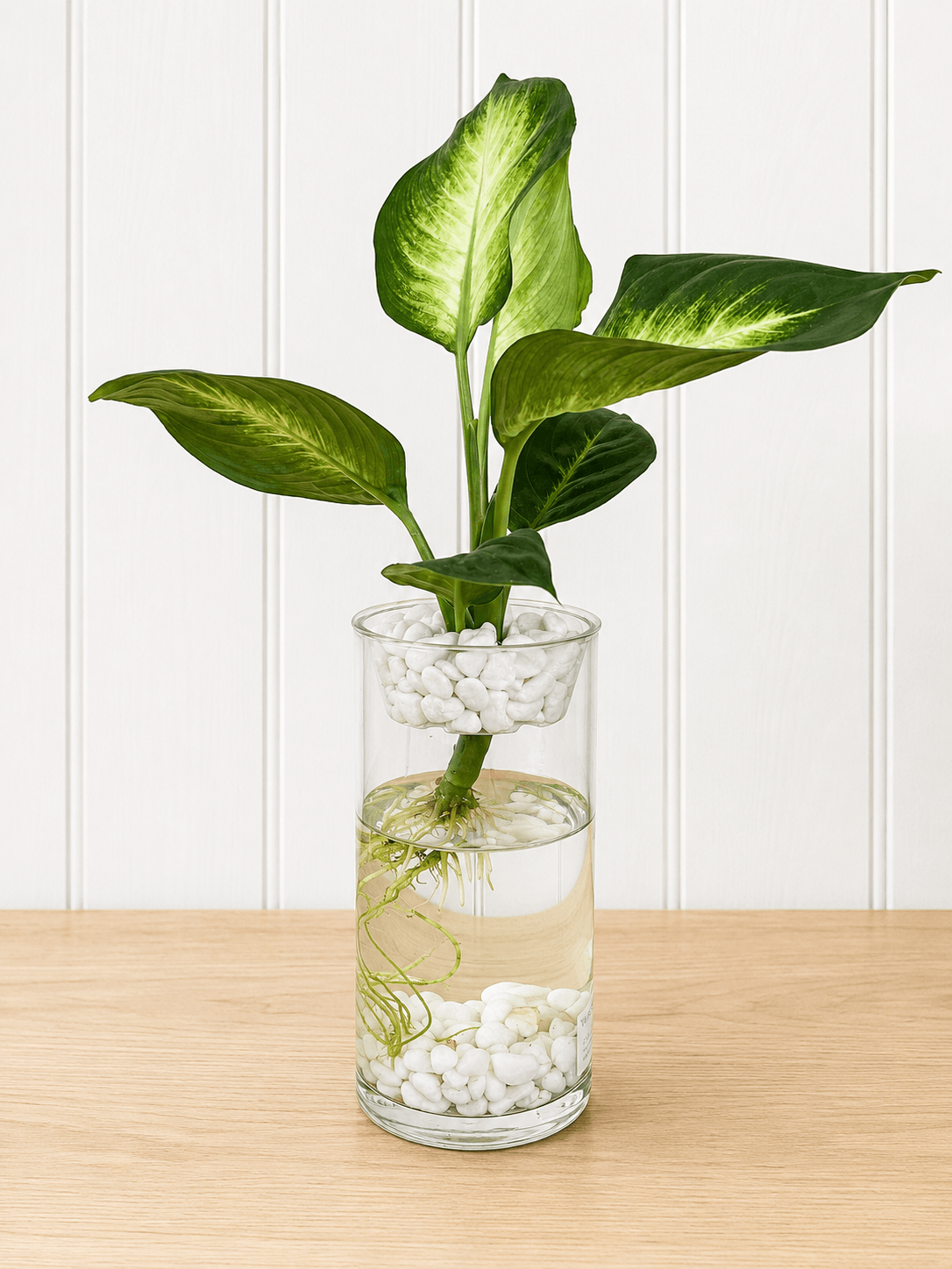 Dieffenbachia (Dumb Cane)