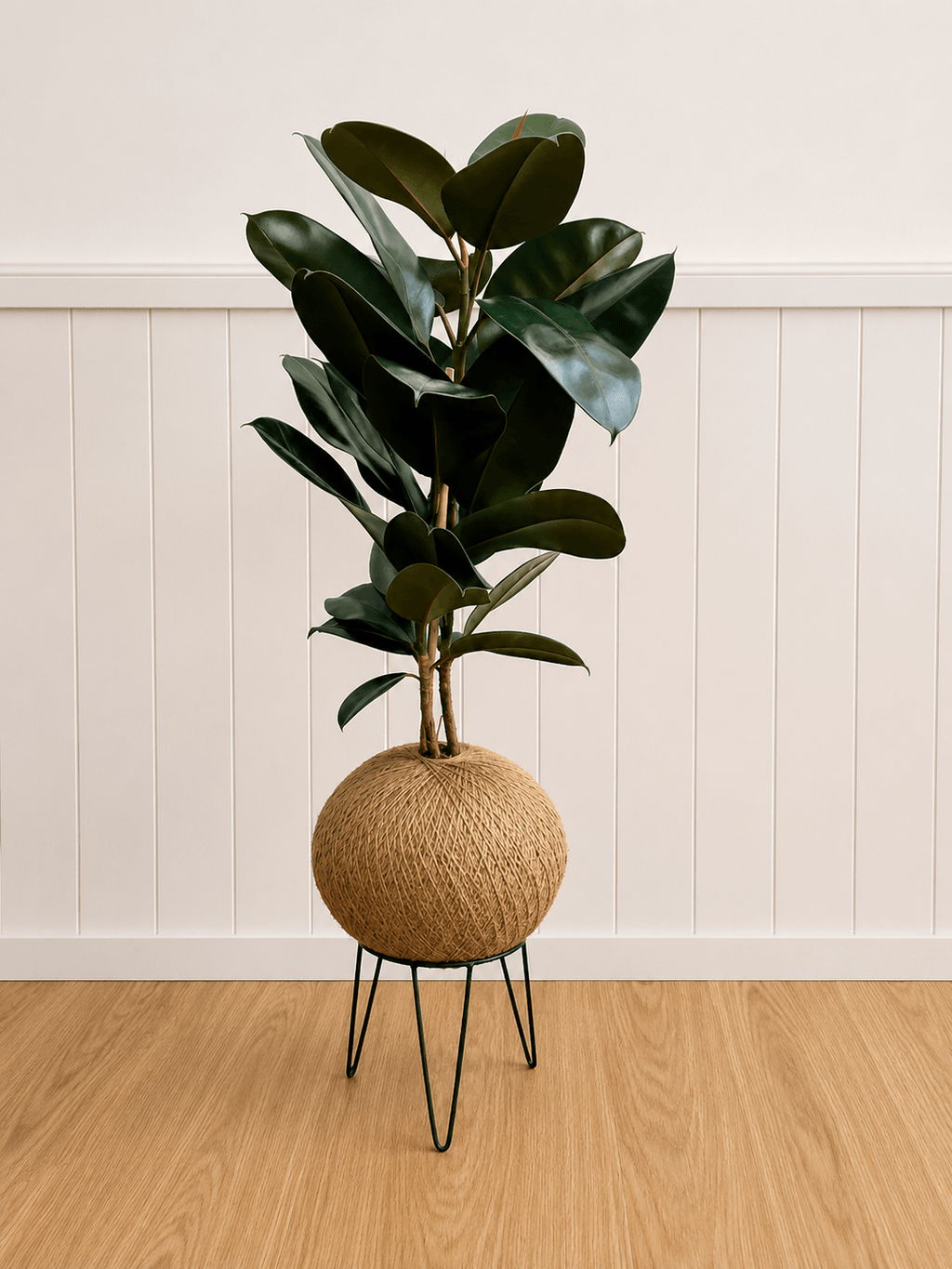 Ficus elastica “Burgundy” (Rubber plant)