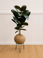 Ficus elastica “Burgundy” (Rubber plant)