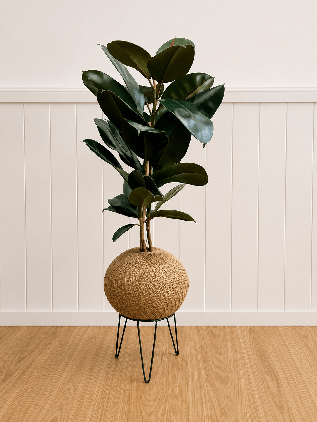 Ficus elastica “Burgundy” (Rubber plant)