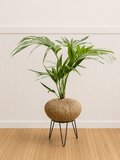 Howea forsteriana (Kentia Palm)