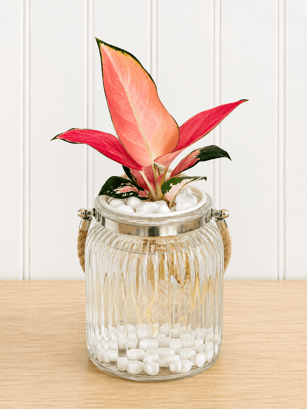 Aglaonema (Chinese evergreen)
