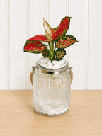 Aglaonema (Chinese evergreen)