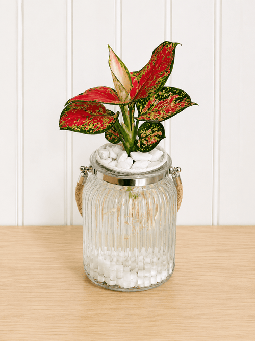 Aglaonema (Chinese evergreen)