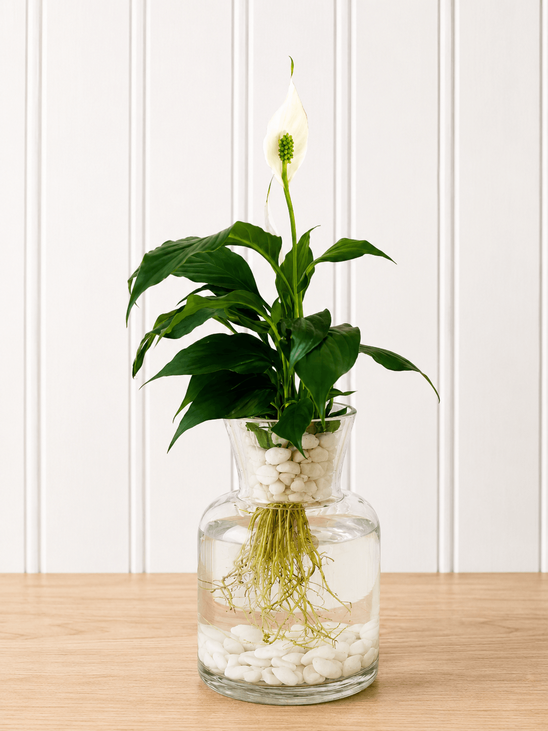 Peace Lily (Spathiphyllum)