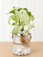 Syngonium podophylum (Arrowhead plant)