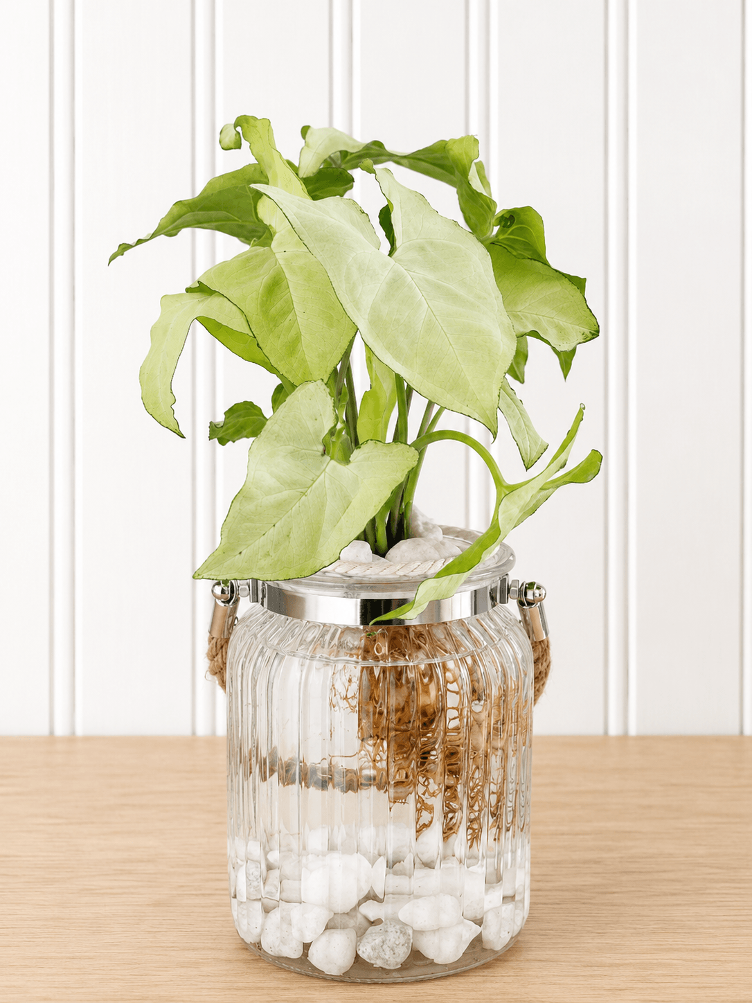 Syngonium podophylum (Arrowhead plant)