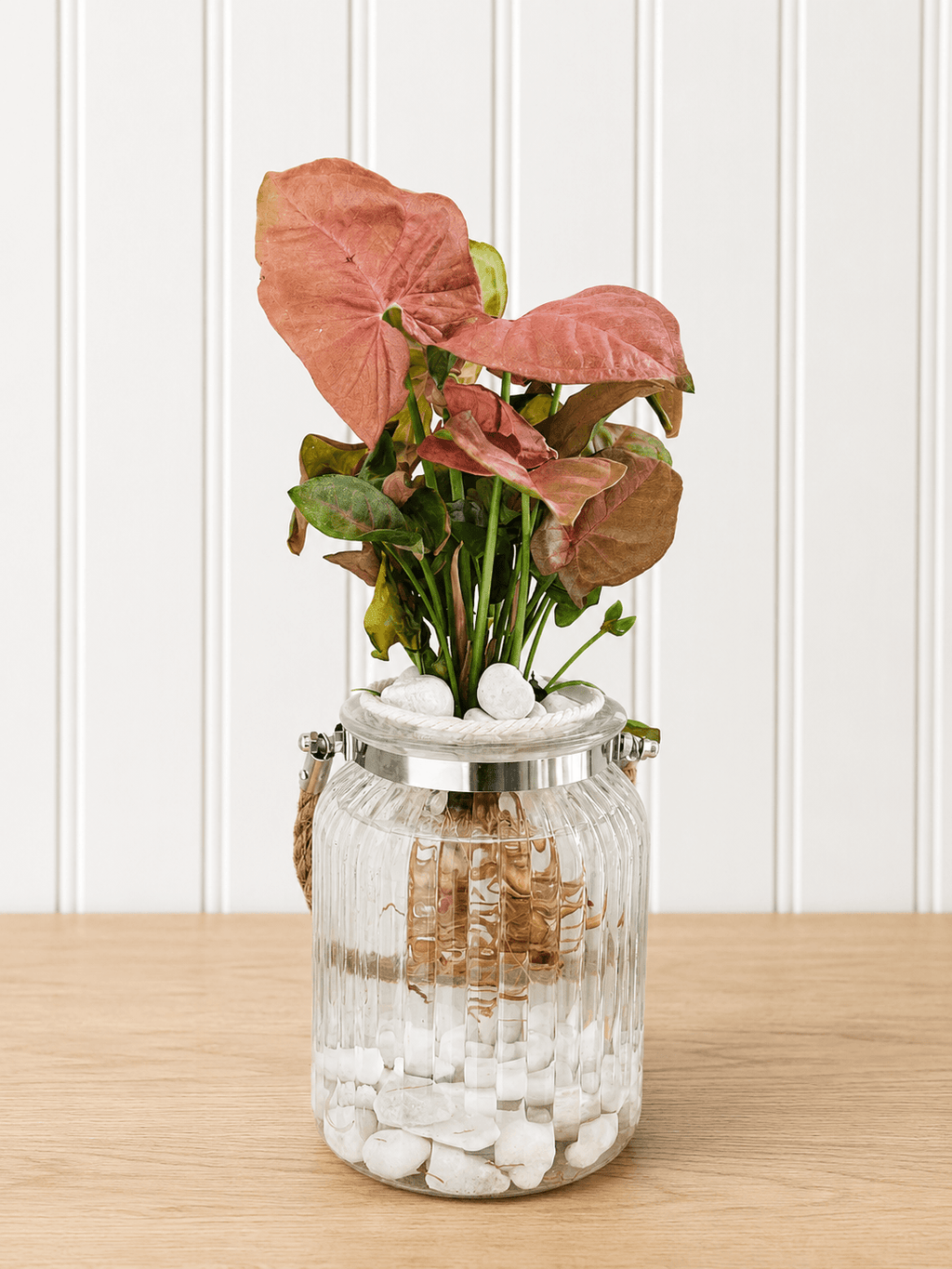 Syngonium podophylum (Arrowhead plant)