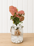 Syngonium podophylum (Arrowhead plant)