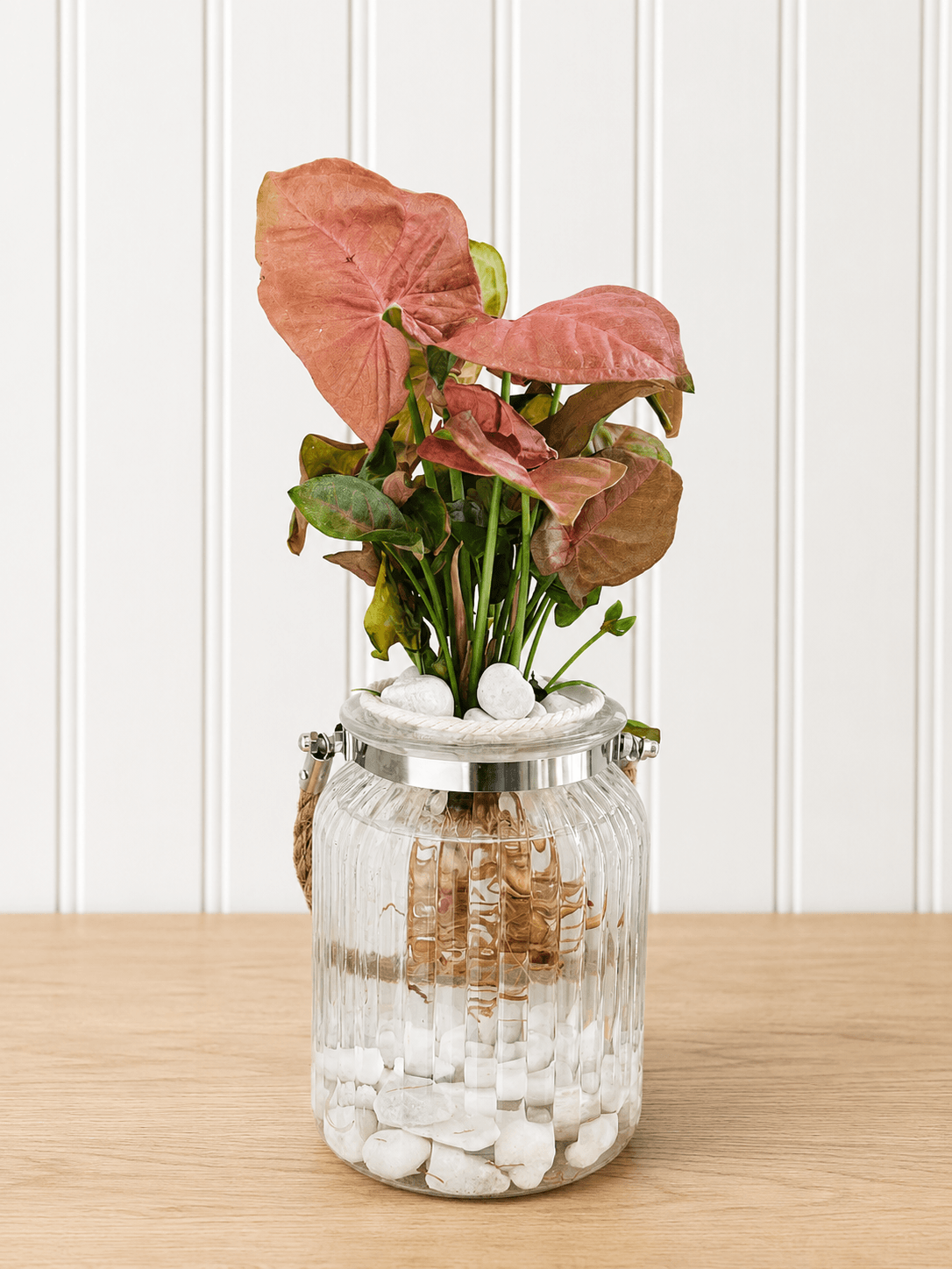 Syngonium podophylum (Arrowhead plant)