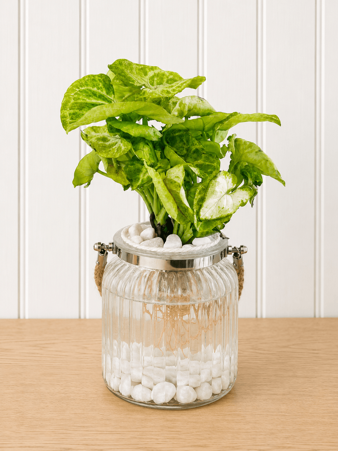 Syngonium podophylum (Arrowhead plant)