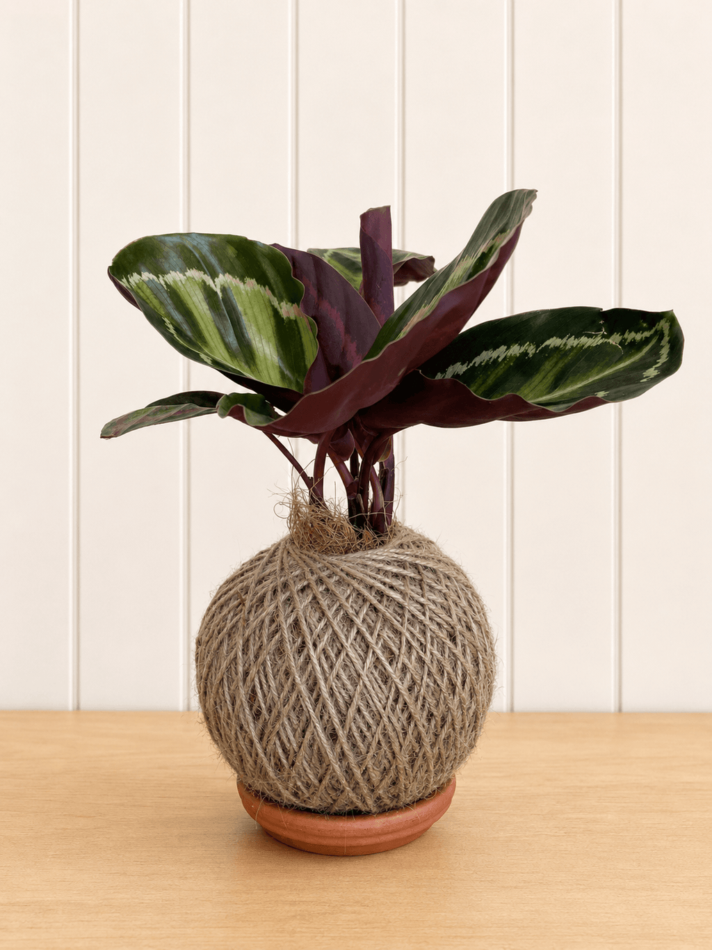 Calathea (Peacock Plant)