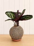 Calathea (Peacock Plant)